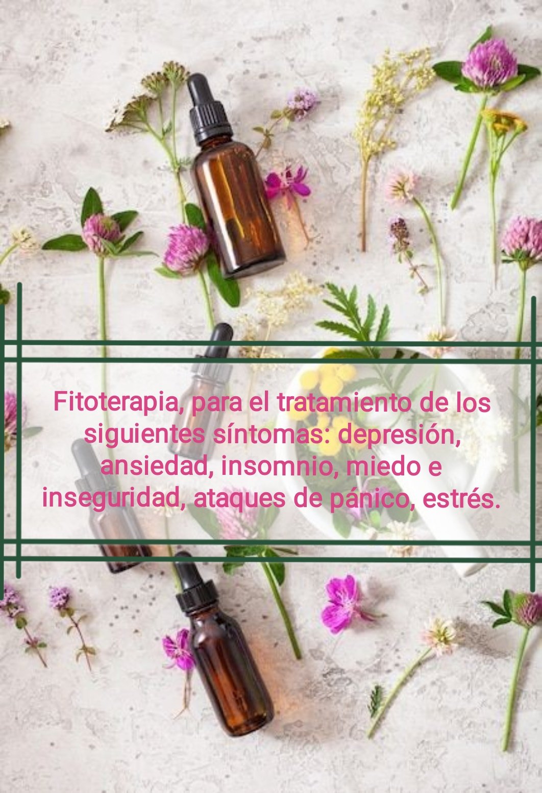 Tintura madre ARTEMISA - Imagen 6