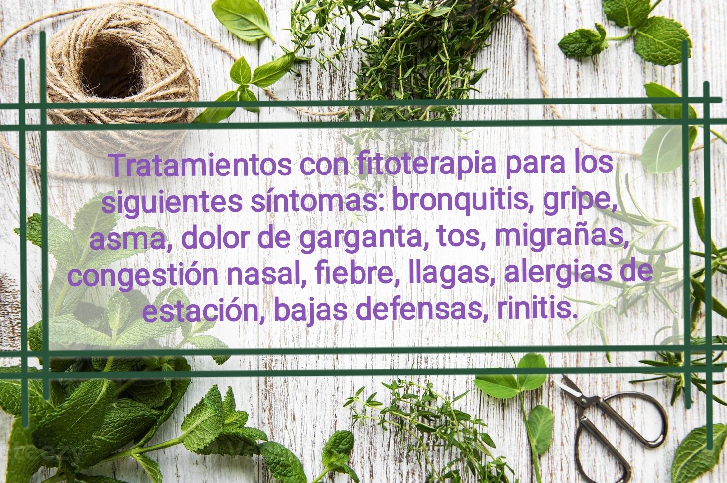 Tintura madre ARTEMISA - Imagen 11