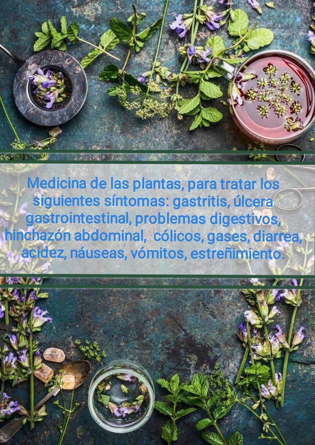 Tintura madre ARTEMISA - Imagen 9