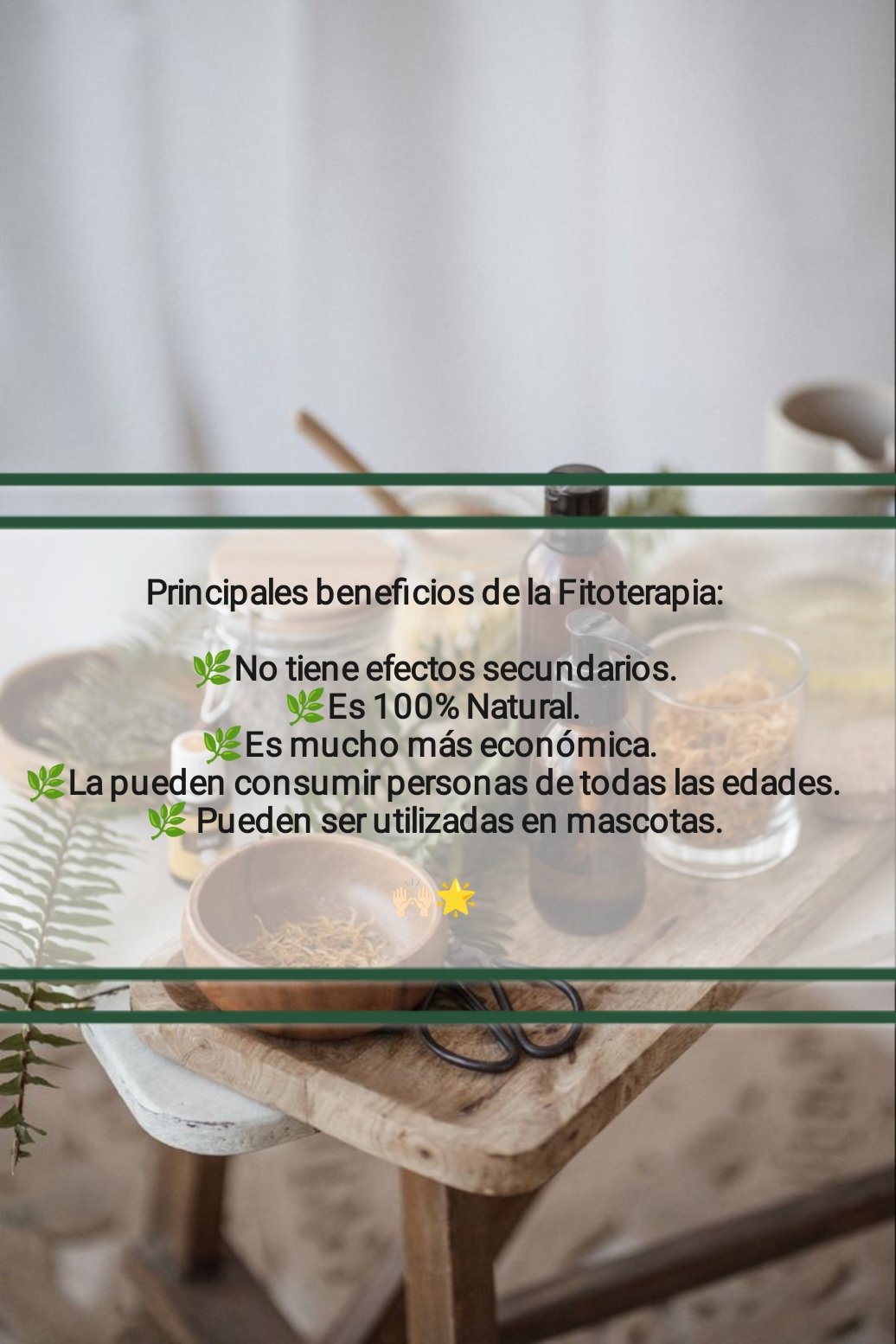 Tintura madre ARTEMISA - Imagen 10