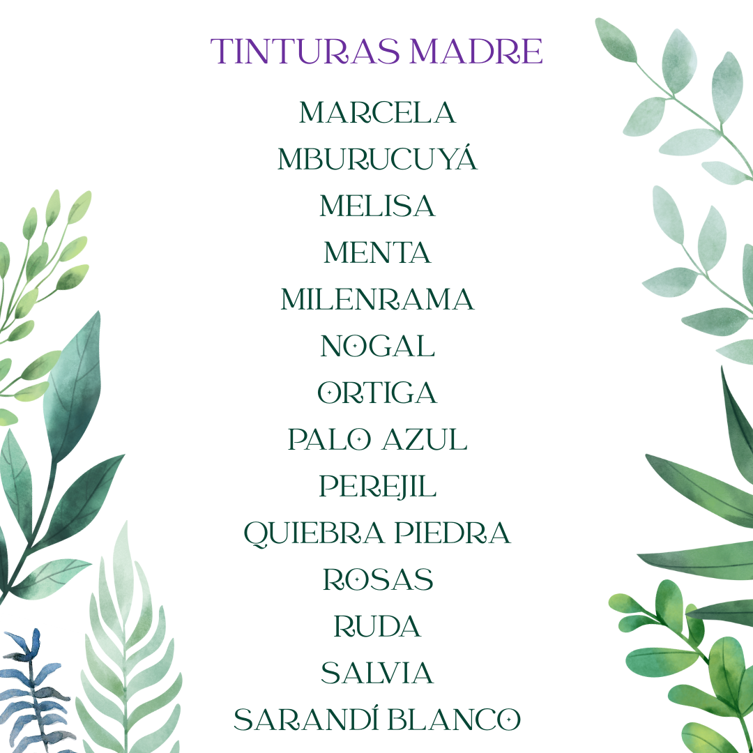 Tintura madre ARTEMISA - Imagen 15